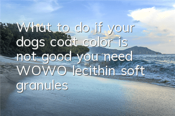 What to do if your dog’s coat color is not good, you need WOWO lecithin soft granules