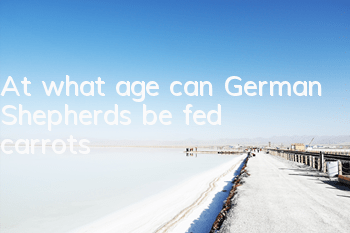 At what age can German Shepherds be fed carrots?