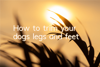 THow to trim your dog’s legs and feet