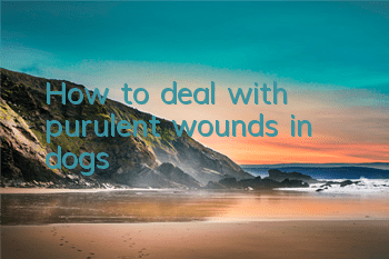 How to deal with purulent wounds in dogs