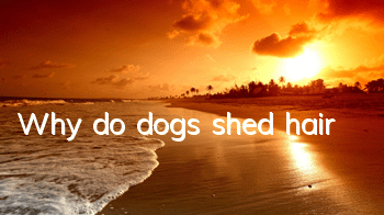 Why do dogs shed hair?
