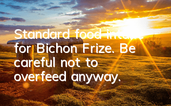 TStandard food intake for Bichon Frize. Be careful not to overfeed anyway.