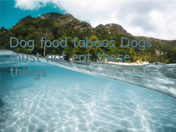 Dog food taboos: Dogs must not eat these things