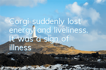 Corgi suddenly lost energy and liveliness. It was a sign of illness!