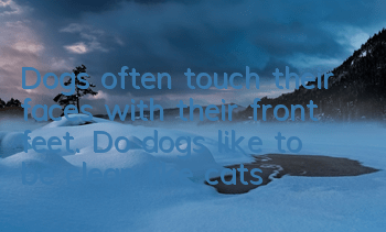Dogs often touch their faces with their front feet. Do dogs like to be clean like cats?