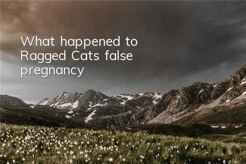 What happened to Ragged Cat’s false pregnancy?