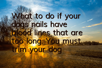 What to do if your dog’s nails have blood lines that are too long. You must trim your dog’s nails regularly.
