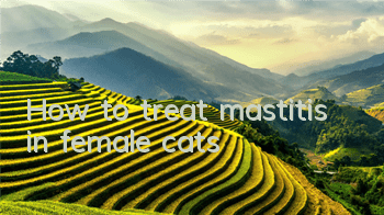 How to treat mastitis in female cats
