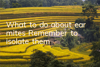What to do about ear mites? Remember to isolate them!
