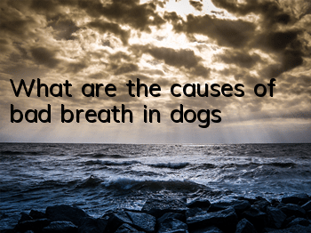 TWhat are the causes of bad breath in dogs?