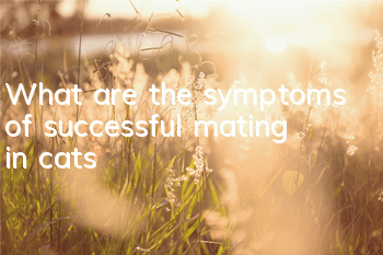 TWhat are the symptoms of successful mating in cats?