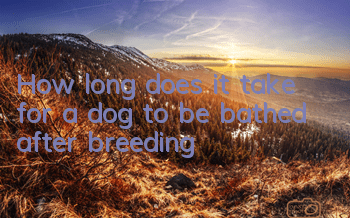 How long does it take for a dog to be bathed after breeding?