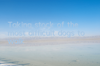 Taking stock of the most difficult dogs to walk