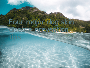 TFour major dog skin disease prevention tips