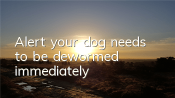 Alert, your dog needs to be dewormed immediately!
