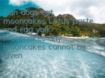 Can dogs eat mooncakes? Lotus paste and egg yolk mooncakes, any mooncakes cannot be given to dogs!