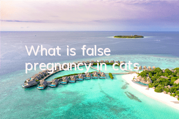 What is false pregnancy in cats