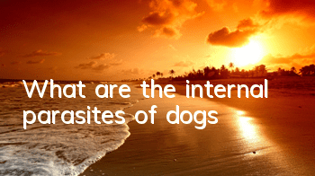 What are the internal parasites of dogs?