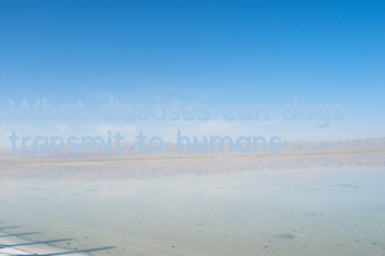 What diseases can dogs transmit to humans?