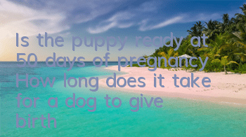 Is the puppy ready at 50 days of pregnancy? How long does it take for a dog to give birth?