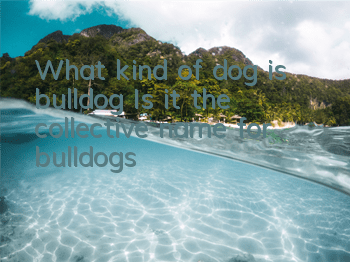 What kind of dog is bulldog? Is it the collective name for bulldogs?