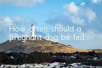 How often should a pregnant dog be fed?