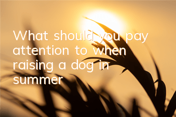 TWhat should you pay attention to when raising a dog in summer?
