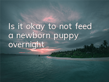 TIs it okay to not feed a newborn puppy overnight?