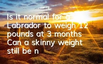 Is it normal for a Labrador to weigh 12 pounds at 3 months? Can a skinny weight still be normal?