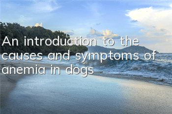 TAn introduction to the causes and symptoms of anemia in dogs
