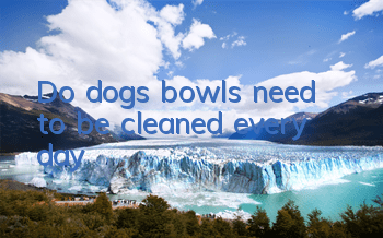 Do dogs’ bowls need to be cleaned every day?