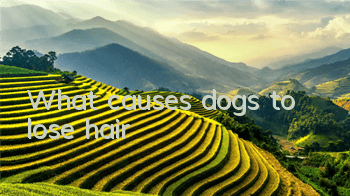 What causes dogs to lose hair?