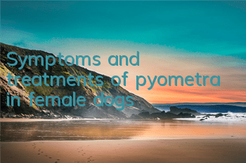 TSymptoms and treatments of pyometra in female dogs
