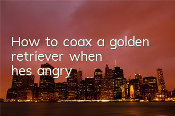 THow to coax a golden retriever when he's angry?