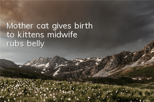 TMother cat gives birth to kittens, midwife rubs belly