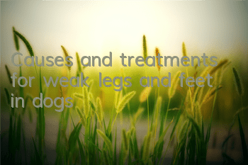 TCauses and treatments for weak legs and feet in dogs