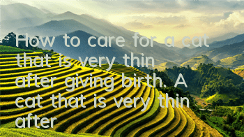 THow to care for a cat that is very thin after giving birth. A cat that is very thin after giving birth.