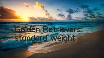 Golden Retriever’s standard weight