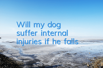 Will my dog ​​suffer internal injuries if he falls?