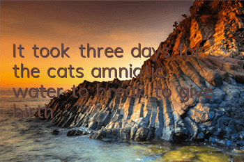 It took three days for the cat’s amniotic water to break to give birth