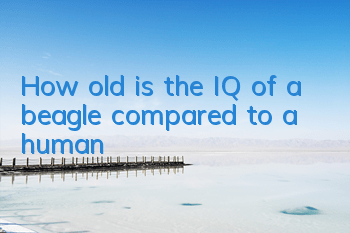 THow old is the IQ of a beagle compared to a human?