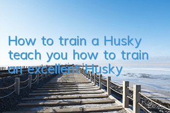 How to train a Husky, teach you how to train an excellent Husky