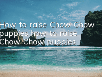 How to raise Chow Chow puppies, how to raise Chow Chow puppies