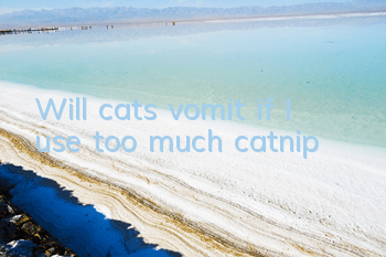 TWill cats vomit if I use too much catnip?