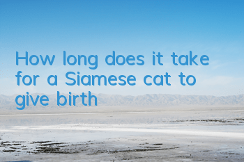 How long does it take for a Siamese cat to give birth?
