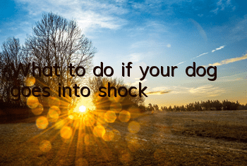 What to do if your dog goes into shock
