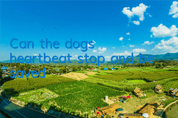 Can the dog's heartbeat stop and be saved?
