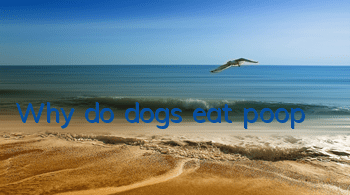 Why do dogs eat poop?