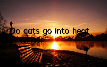 Do cats go into heat in winter?