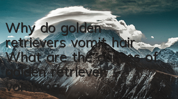 Why do golden retrievers vomit hair? What are the causes of golden retriever vomiting?